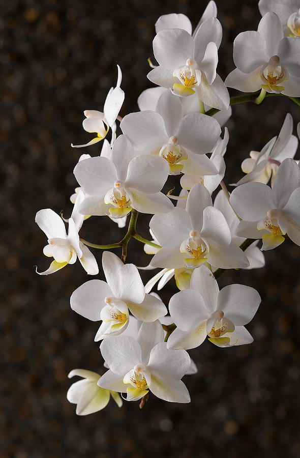 White Orchids Photograph by Jonathan Pollock