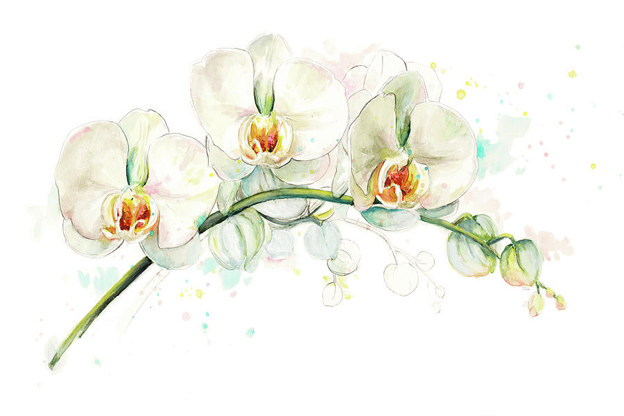 Orchid Painting - White Orchids by Patricia Pinto