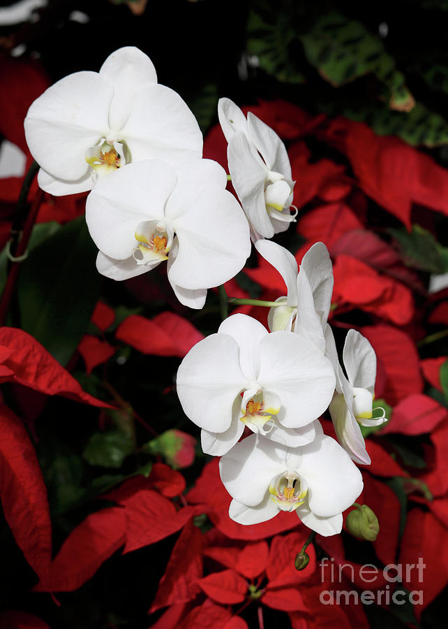 White Orchids with Poinsettias Photograph by Carol Groenen