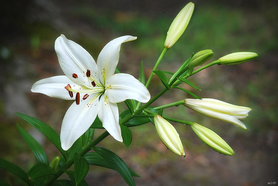 White Oriental Lilies Photograph by Marilyn DeBlock