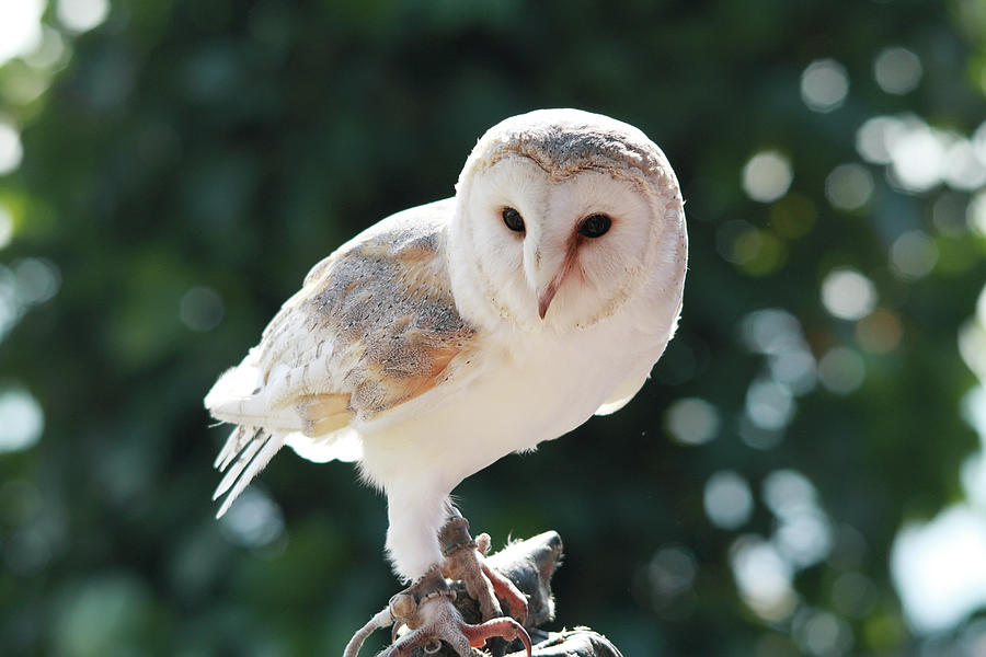 White Owl Posing Photograph by Marisa López Estivill