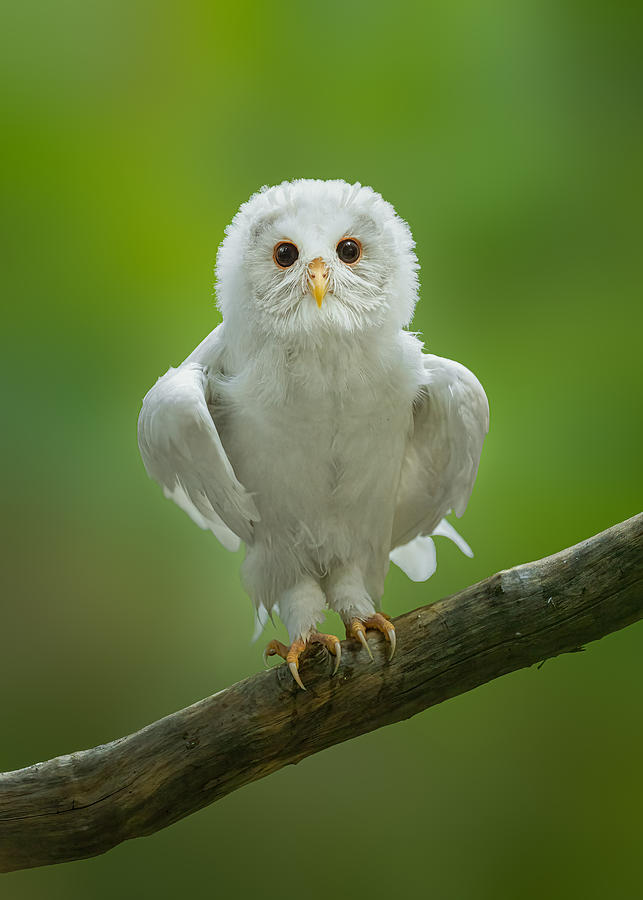 White Owl Photograph by Tony Xu