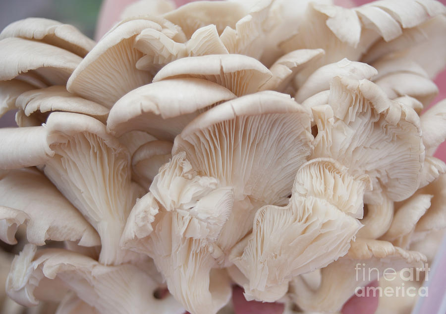 White Oyster Mushrooms Photograph by Christy Garavetto