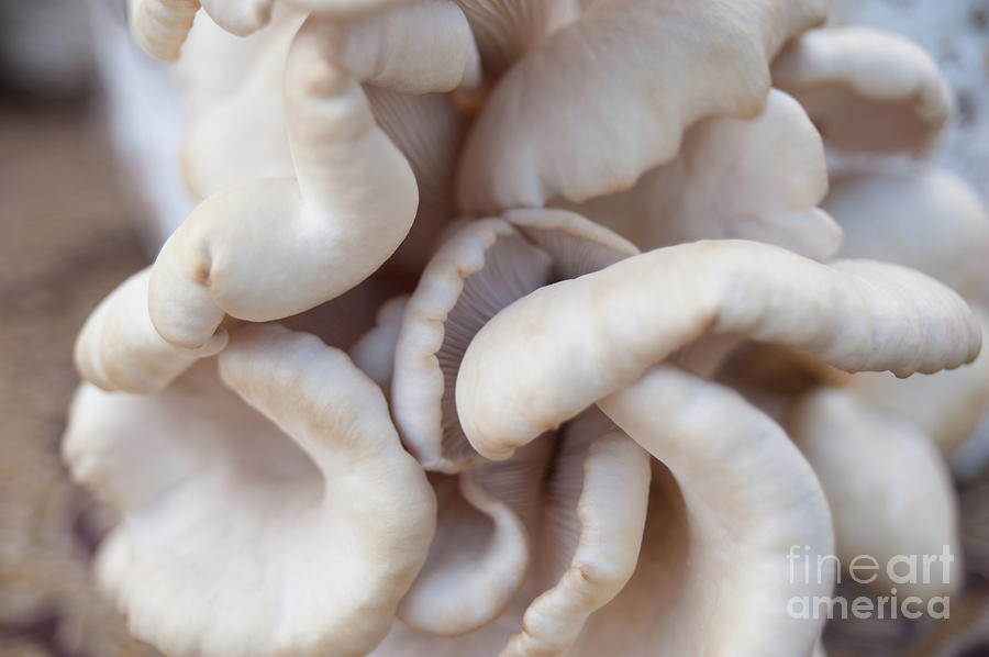 White Oyster Mushrooms Close up Photograph by Christy Garavetto
