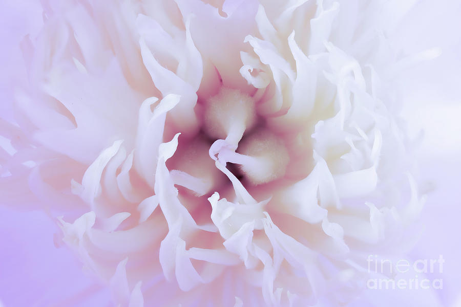White Paeonia flower head abstract close up Photograph by Simon Bratt