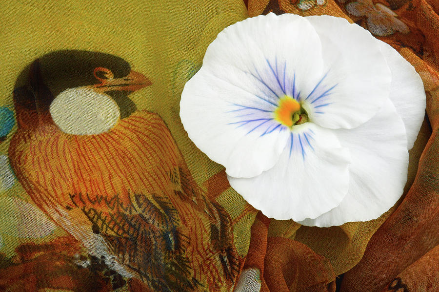 White Pansy Flower. Photograph