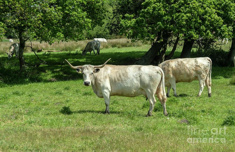 Cow Photograph - White Park Cattle by Bob Gibbons/science Photo Library