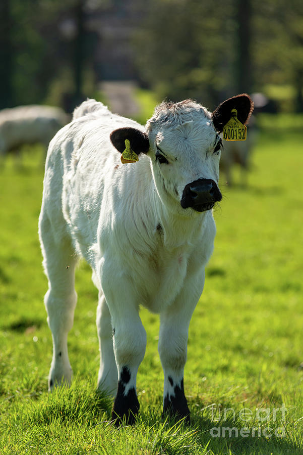 Bull Photograph - White Park Cattle Bull by Andy Davies/science Photo Library
