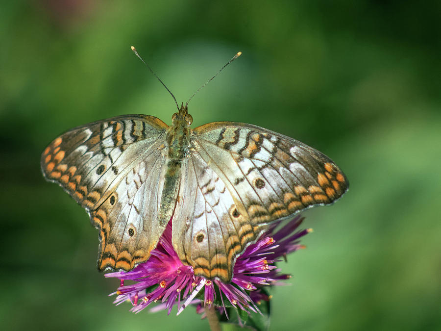 White Peacock Butterfly 8520-110618-1cr Photograph by Tam Ryan