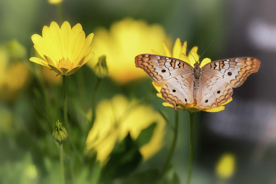 Butterfly Photograph - White Peacock Butterfly And Yellow Daisies  by Saija Lehtonen