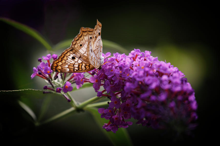 White Peacock Butterfly On Lilac Photograph