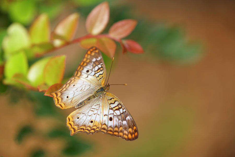 White Peacock Butterfly On Orange Photograph