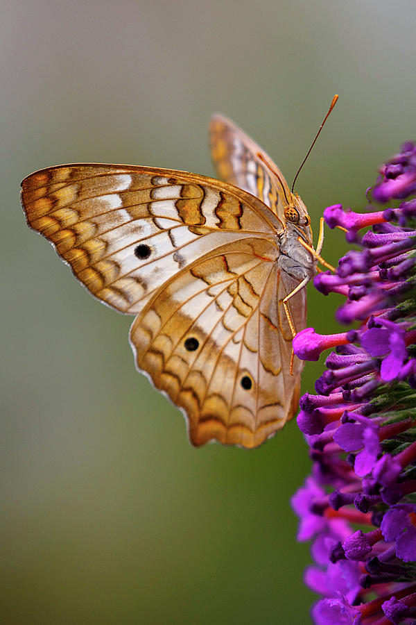 White Peacock Butterfly On Purple Photograph