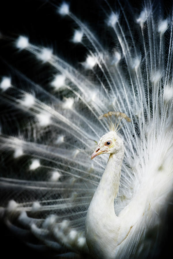 White Peacock Photograph by Copyright (c) Richard Susanto