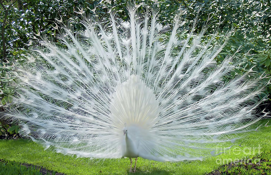 White Peacock Photograph by D Hackett
