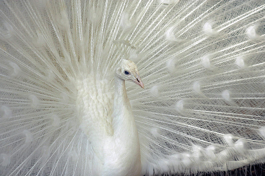 White Peacock Displays Its Feathers Photograph by Ali Jarekji - Fine ...