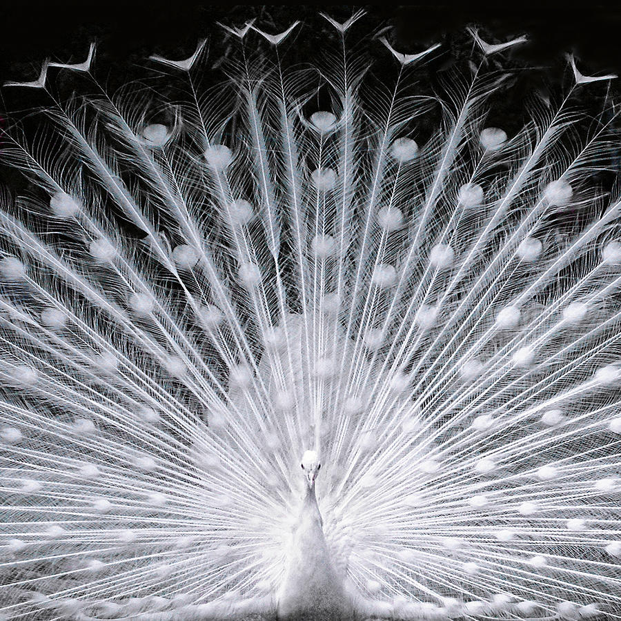 White Peacock Photograph by Dragan Todorovic
