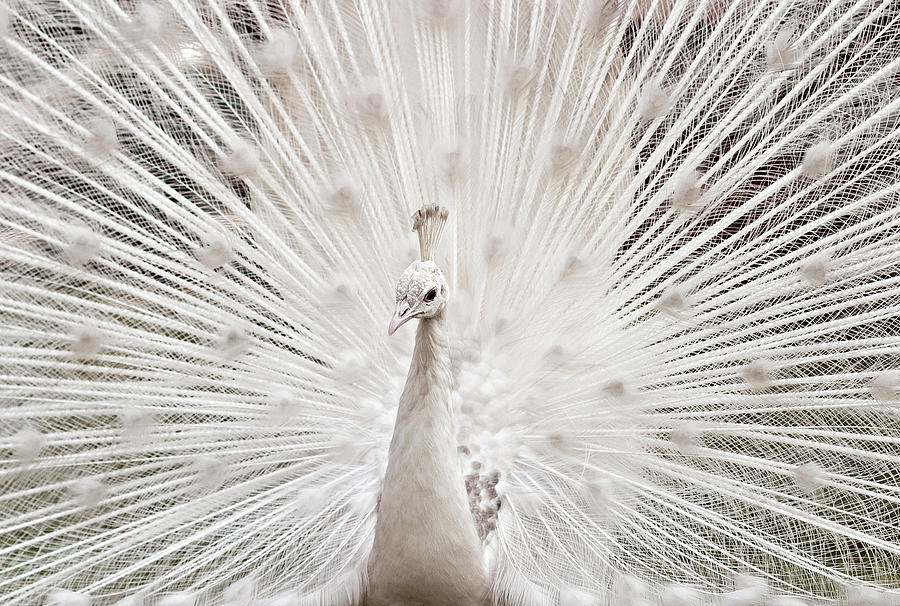 White Peacock, Lahore Photograph by Pharan Tanveer