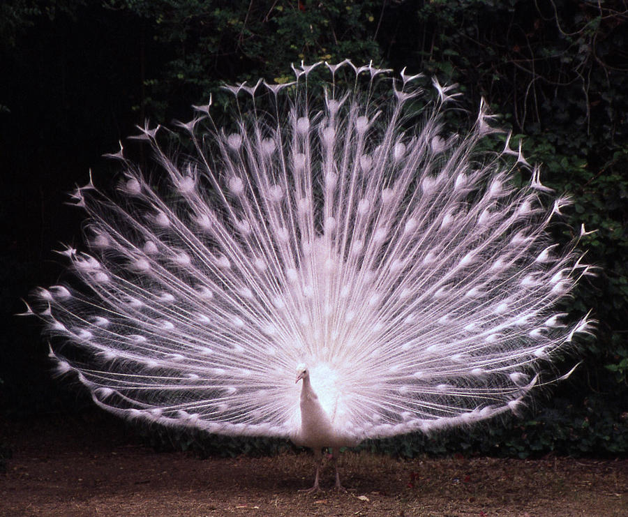 White Peacock Photograph by Laurel Powell