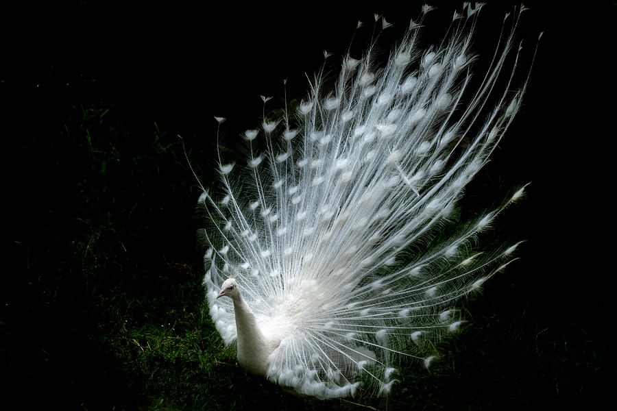 Peacock Photograph - White Peacock by Marketa Zvelebil Phd Lrps Crgp.