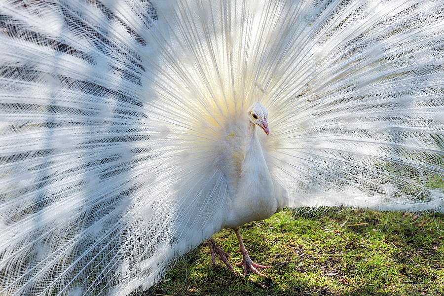 Castle Digital Art - White Peacock by Reinhard Schmid