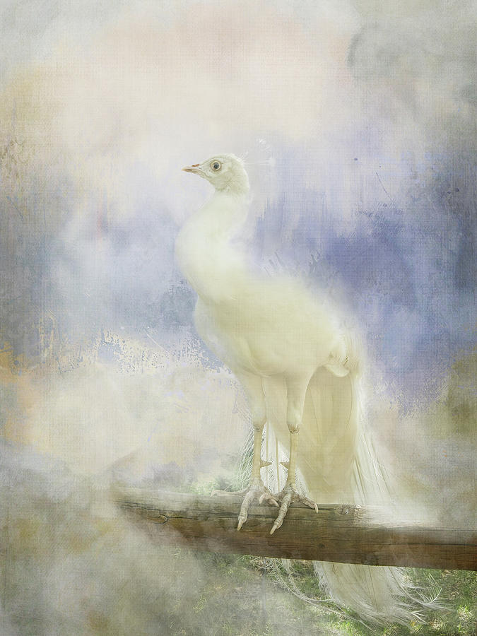 White Peacock Digital Art by Terry Davis