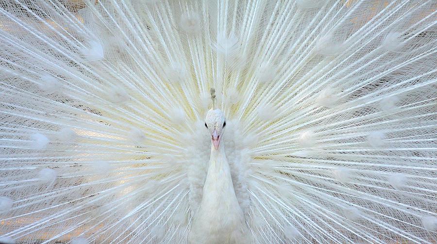 White Peacock Photograph by Zahoor Salmi