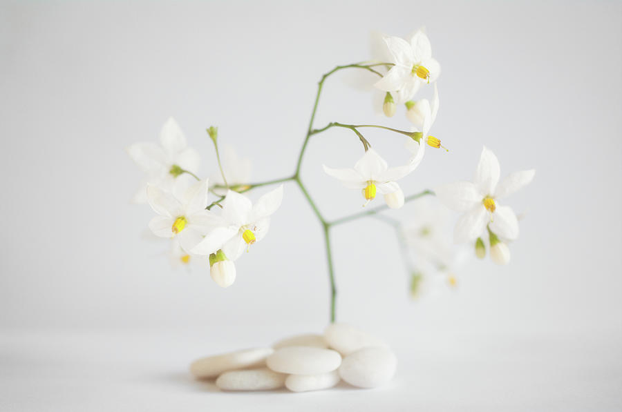 White Pebbles And Jasmine Flowers Photograph by G.g.bruno
