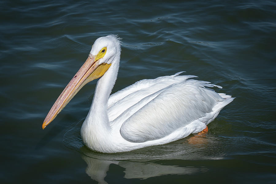 White Pelican 1 Photograph by David Heilman