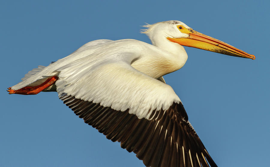 White Pelican 2014-1 Photograph by Thomas Young