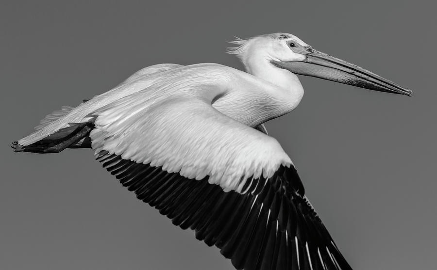 White Pelican 2014-2 Photograph by Thomas Young