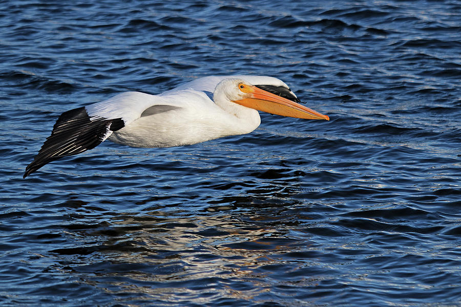White Pelican Cruising by Karl Ford White Pelican Cruising by Karl Ford