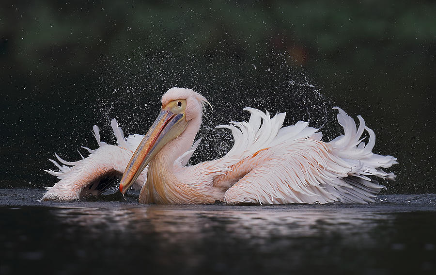 Pelican Photograph - White Pelican by C.s.tjandra