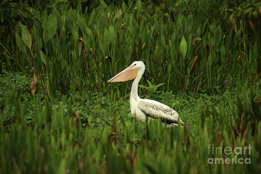 White Pelican Photograph