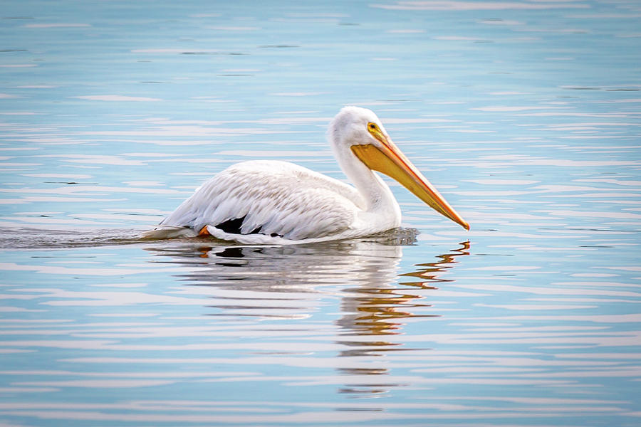 White Pelican  Photograph by David Wagenblatt