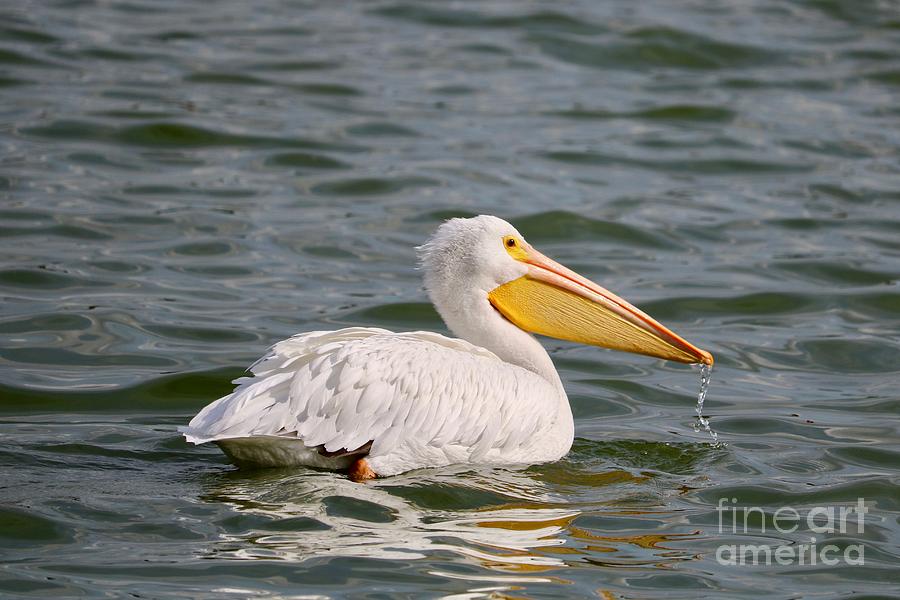 White Pelican in Lake Morton Photograph by Carol Groenen