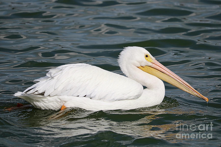 White Pelican in Swirling Water Photograph by Carol Groenen