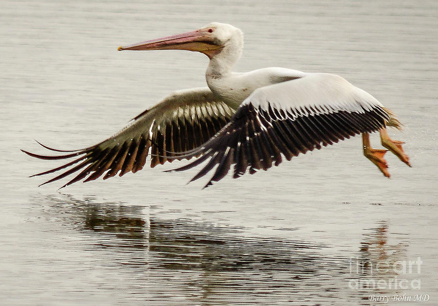 White pelican landing Photograph by Barry Bohn