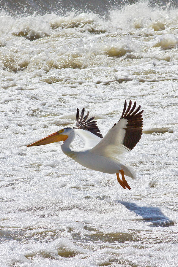 White Pelican Landing In Water Photograph by Klassen Images