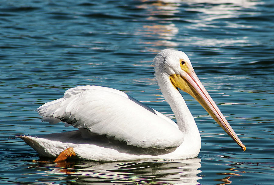 White Pelican On Lake Morton Photograph