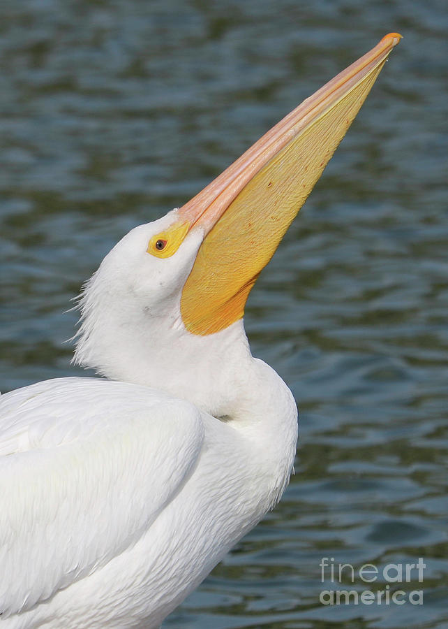 White Pelican Profile Pose Photograph by Carol Groenen