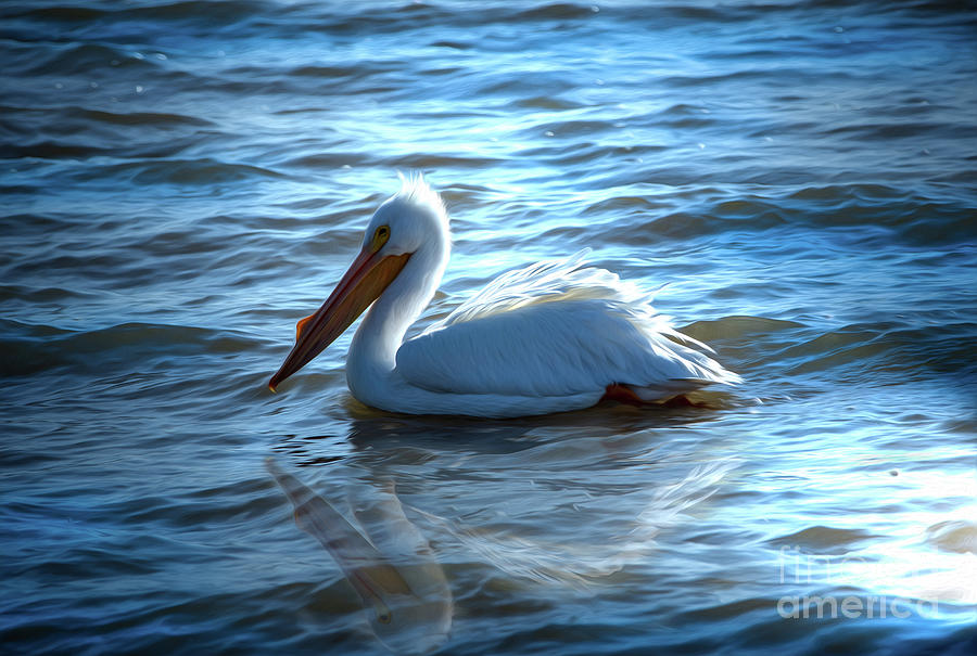 White Pelican Reflection Painting Digital Art by Sandra Js