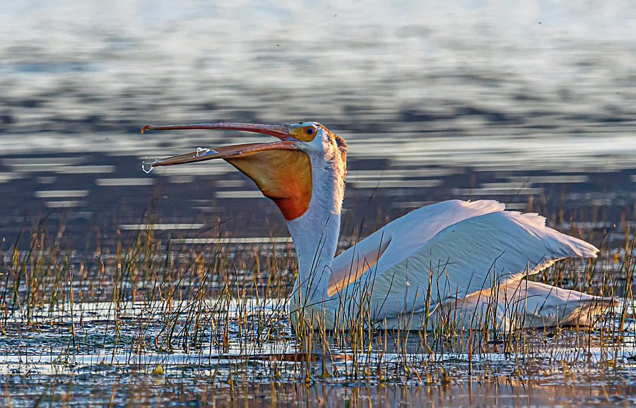 White Pelican Photograph by Rick Mosher