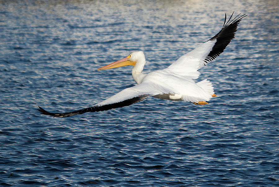 White Pelican Wingspan by Karl Ford White Pelican Wingspan by Karl Ford