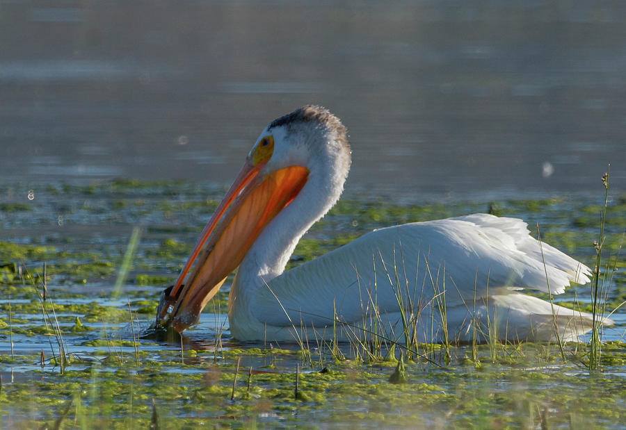White Pelican with Fish Photograph by Rick Mosher