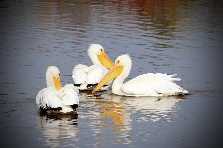 White Pelicans Circling Photograph by Cynthia Guinn