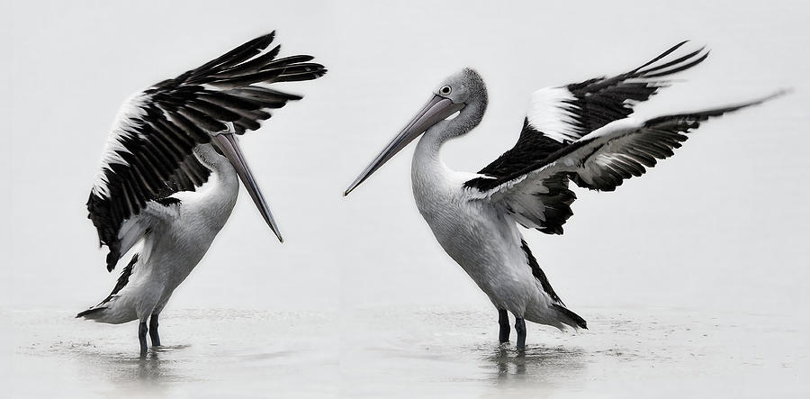 Pelican Photograph - White Pelicans by Kristian Bell