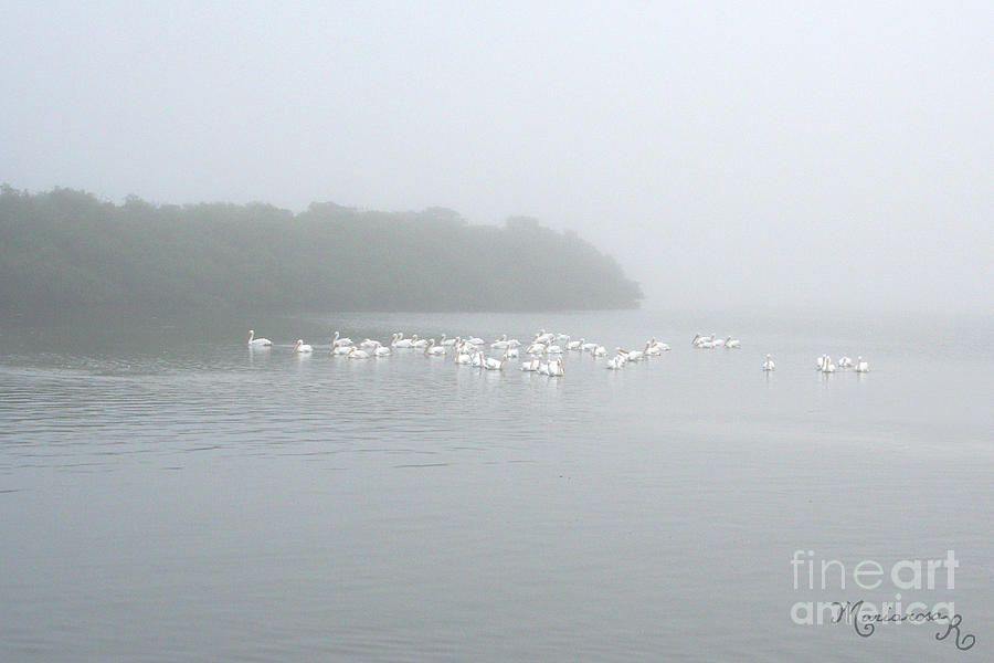 White Pelicans on a Foggy Morning Photograph by Mariarosa Rockefeller
