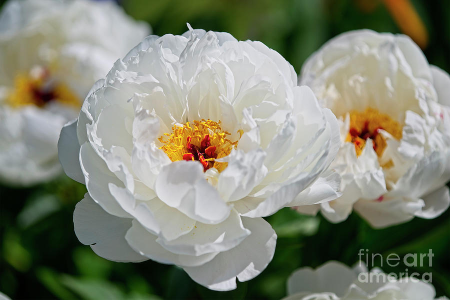 White Peonies Photograph by Craig Leaper