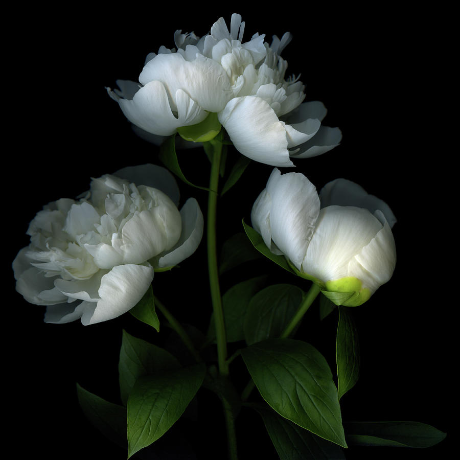 White Peonies Photograph by Photograph By Magda Indigo